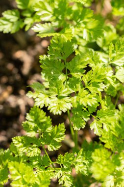 Zürih, İsviçre, 1 Mayıs 2024 Anthriscus Cerefolium veya botanik bahçesindeki Chervil Bitkisi