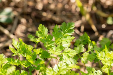 Zürih, İsviçre, 1 Mayıs 2024 Anthriscus Cerefolium veya botanik bahçesindeki Chervil Bitkisi