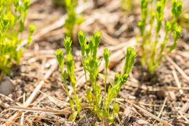 Zürih, İsviçre, 1 Mayıs 2024 Linum Usitatissimum veya botanik bahçesindeki yaygın keten bitkisi