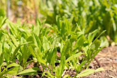 Zürih, İsviçre, 1 Mayıs 2024 Camelina Sativa veya botanik bahçesindeki yabani keten bitkisi