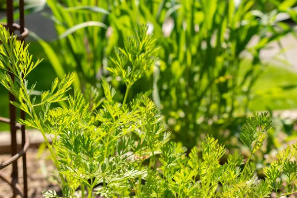 stock image Zurich, Switzerland, May 1, 2024 Daucus Carota or wild carrot plant at the botanical garden