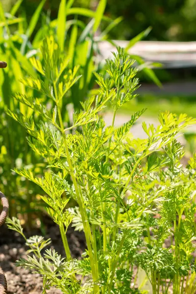 Zürih, İsviçre, 1 Mayıs 2024 Daucus Carota veya botanik bahçesindeki yaban havucu bitkisi