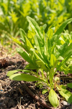 Zürih, İsviçre, 1 Mayıs 2024 Camelina Sativa veya botanik bahçesindeki yabani keten bitkisi