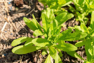 Zürih, İsviçre, 1 Mayıs 2024 Camelina Sativa veya botanik bahçesindeki yabani keten bitkisi