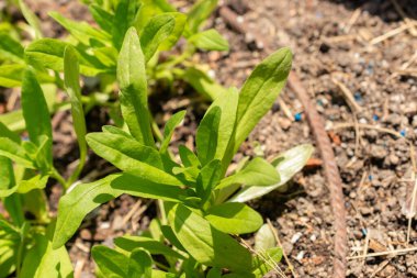 Zürih, İsviçre, 1 Mayıs 2024 Camelina Sativa veya botanik bahçesindeki yabani keten bitkisi