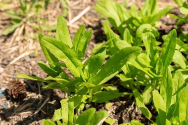 Zürih, İsviçre, 1 Mayıs 2024 Camelina Sativa veya botanik bahçesindeki yabani keten bitkisi