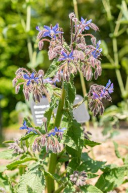 Zürih, İsviçre, 1 Mayıs 2024 Borago Resmi veya botanik bahçesindeki yıldız çiçeği