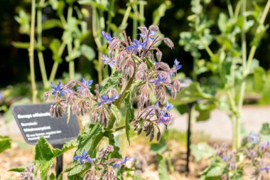 Zürih, İsviçre, 1 Mayıs 2024 Borago Resmi veya botanik bahçesindeki yıldız çiçeği