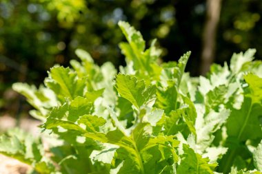 Zürih, İsviçre, 1 Mayıs 2024 Papaver Somniferum veya botanik bahçesindeki afyon haşhaş bitkisi