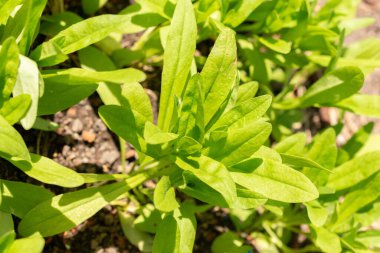 Zürih, İsviçre, 1 Mayıs 2024 Camelina Sativa veya botanik bahçesindeki yabani keten bitkisi