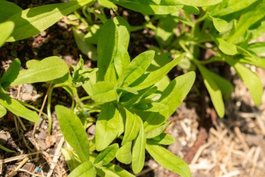 Zürih, İsviçre, 1 Mayıs 2024 Camelina Sativa veya botanik bahçesindeki yabani keten bitkisi