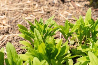 Zürih, İsviçre, 1 Mayıs 2024 Camelina Sativa veya botanik bahçesindeki yabani keten bitkisi