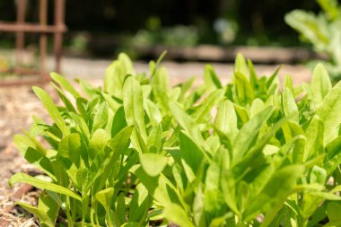 Zürih, İsviçre, 1 Mayıs 2024 Camelina Sativa veya botanik bahçesindeki yabani keten bitkisi