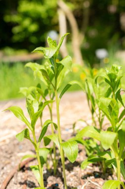 Zürih, İsviçre, 1 Mayıs 2024 Carthamus Tinctorius veya botanik bahçesindeki safran bitkisi
