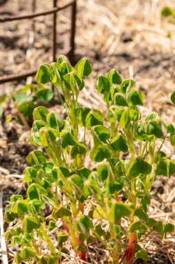 Zurich, Switzerland, May 1, 2024 Oxalis Tuberosa plant at the botanical garden clipart