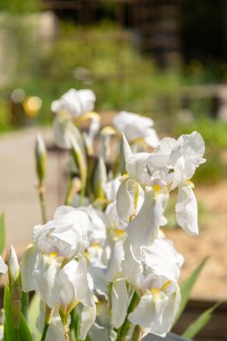 Zürih, İsviçre, 1 Mayıs 2024 Iris Florentina bitkisi botanik bahçesinde