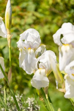 Zürih, İsviçre, 1 Mayıs 2024 Iris Florentina bitkisi botanik bahçesinde