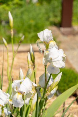 Zürih, İsviçre, 1 Mayıs 2024 Iris Florentina bitkisi botanik bahçesinde