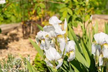 Zürih, İsviçre, 1 Mayıs 2024 Iris Florentina bitkisi botanik bahçesinde