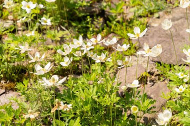 Zürih, İsviçre, 1 Mayıs 2024 Anemonoides Sylvertris veya botanik bahçesindeki kar damlası anemon bitkisi