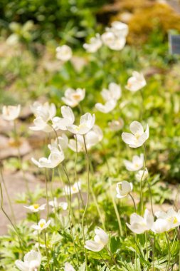 Zürih, İsviçre, 1 Mayıs 2024 Anemonoides Sylvertris veya botanik bahçesindeki kar damlası anemon bitkisi