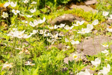 Zürih, İsviçre, 1 Mayıs 2024 Anemonoides Sylvertris veya botanik bahçesindeki kar damlası anemon bitkisi