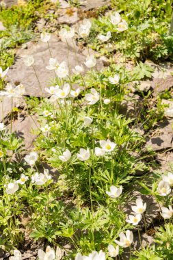 Zürih, İsviçre, 1 Mayıs 2024 Anemonoides Sylvertris veya botanik bahçesindeki kar damlası anemon bitkisi