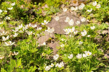 Zürih, İsviçre, 1 Mayıs 2024 Anemonoides Sylvertris veya botanik bahçesindeki kar damlası anemon bitkisi