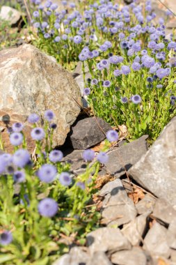 Zürih, İsviçre, 1 Mayıs 2024 Globularia Bisnagarica veya botanik bahçesindeki sıradan bir top çiçeği