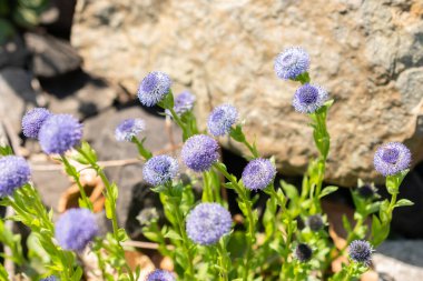 Zürih, İsviçre, 1 Mayıs 2024 Globularia Bisnagarica veya botanik bahçesindeki sıradan bir top çiçeği