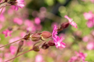 Zürih, İsviçre, 1 Mayıs 2024 Silene Dioica veya botanik bahçesindeki kırmızı campion fabrikası