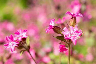 Zürih, İsviçre, 1 Mayıs 2024 Silene Dioica veya botanik bahçesindeki kırmızı campion fabrikası