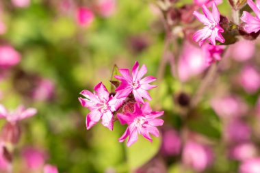 Zurich, Switzerland, May 1, 2024 Silene Dioica or red campion plant at the botanical garden clipart