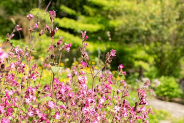 Zürih, İsviçre, 1 Mayıs 2024 Silene Dioica veya botanik bahçesindeki kırmızı campion fabrikası