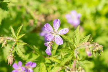 Zürih, İsviçre, 1 Mayıs 2024 Geranium Sylvaticum veya botanik bahçesindeki ahşap vinç gagalama fabrikası