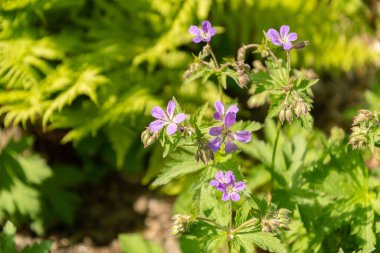 Zürih, İsviçre, 1 Mayıs 2024 Geranium Sylvaticum veya botanik bahçesindeki ahşap vinç gagalama fabrikası