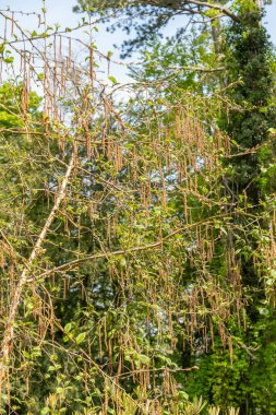 Zürih, İsviçre, 1 Mayıs 2024 Betula Utilis veya Himalaya huş bitkisi botanik bahçesinde