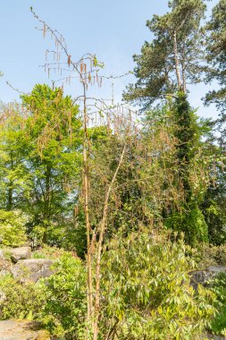 Zürih, İsviçre, 1 Mayıs 2024 Betula Utilis veya Himalaya huş bitkisi botanik bahçesinde