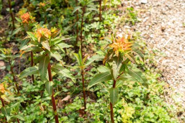 Zürih, İsviçre, 1 Mayıs 2024 Euphorbia Griffithii veya Griffiths bitkileri botanik bahçesinde
