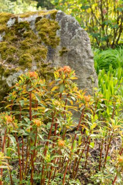 Zürih, İsviçre, 1 Mayıs 2024 Euphorbia Griffithii veya Griffiths bitkileri botanik bahçesinde