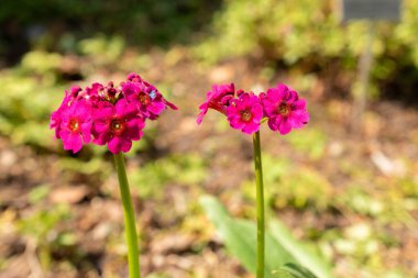 Zürih, İsviçre, 1 Mayıs 2024 Primula Japonica veya botanik bahçesindeki Japon çuha çiçeği.