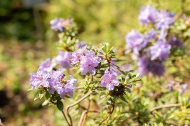 Zürih, İsviçre, 1 Mayıs 2024 Botanik bahçesindeki Rhododendron Polycladum fabrikası