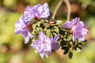 Zürih, İsviçre, 1 Mayıs 2024 Botanik bahçesindeki Rhododendron Polycladum fabrikası