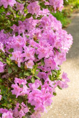 Zürih, İsviçre, 1 Mayıs 2024 Botanik Bahçesindeki Rhododendron Hybridum fabrikası