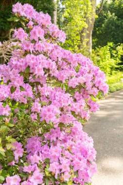 Zürih, İsviçre, 1 Mayıs 2024 Botanik Bahçesindeki Rhododendron Hybridum fabrikası