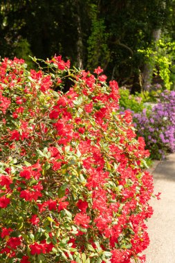 Zürih, İsviçre, 1 Mayıs 2024 Rododendron Forrestii bitkisi botanik bahçesinde