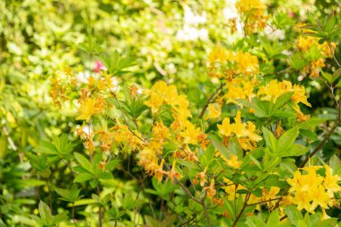 Zürih, İsviçre, 1 Mayıs 2024 Rododendron Luteum veya botanik bahçesindeki sarı açelya bitkisi