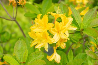 Zürih, İsviçre, 1 Mayıs 2024 Rododendron Luteum veya botanik bahçesindeki sarı açelya bitkisi