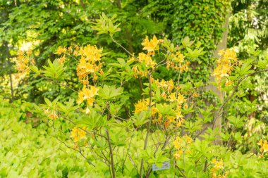 Zürih, İsviçre, 1 Mayıs 2024 Rododendron Luteum veya botanik bahçesindeki sarı açelya bitkisi