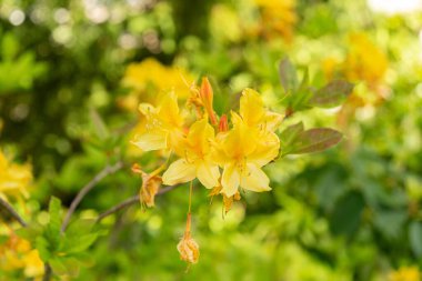 Zürih, İsviçre, 1 Mayıs 2024 Rododendron Luteum veya botanik bahçesindeki sarı açelya bitkisi